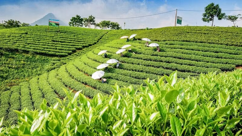 Thái Nguyên có nhiều vùng chè trùng điệp, đẹp mắt, tiềm năng lớn để phát triển du lịch cộng đồng.