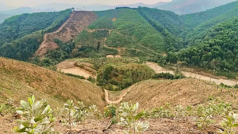 Xã Kim Phượng (Thái Nguyên) tích cực chuẩn bị hiện trường trồng rừng năm 2026.