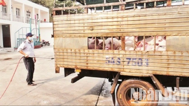 Lực lượng thú y kiểm dịch trước khi heo được vận chuyển vào thành phố. (Ảnh: Nhandan.vn)