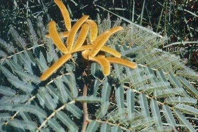 Cây mai dương đang một loại thực vật xâm hại xuất hiện ở rừng Việt Nam. (Ảnh: nhandan.vn)