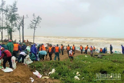 Tỉnh Đoàn Hà Tĩnh đã huy động hơn 15.000 cán bộ, chiến sĩ, đoàn viên thanh niên đến các địa phương giúp người dân cố đê điều. (Ảnh: NGÔ TUẤN)