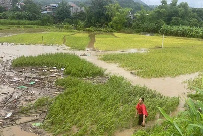 Mưa lũ gây ngập úng nhiều diện tích hoa màu của người dân huyện Bạch Thông. (Ảnh: TUẤN SƠN)