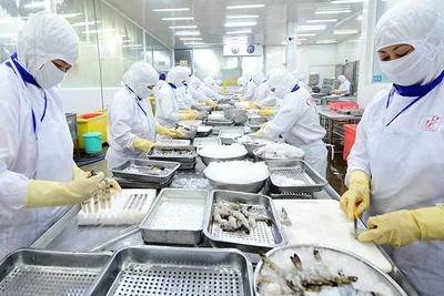 Chế biến thủy sản xuất khẩu tại Công ty cổ phần Thủy sản Cafatex (Hậu Giang). (Ảnh: nhandan.vn)