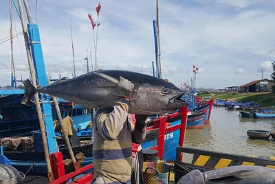 Tình trạng tàu cá vi phạm các lỗi phổ biến vẫn còn xảy ra tại một số địa phương.