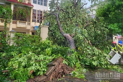 Công nhân vệ sinh môi trường khẩn trương thu dọn cây đổ sau bão số 5. (Ảnh: NGÔ TUẤN)