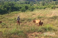 Nhiều hộ thoát nghèo nhờ nuôi bò.