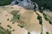 Nhiều diện tích thanh long bị ngập úng sâu.