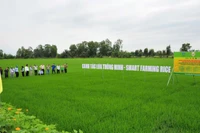 Mô hình canh tác lúa thông minh của Phân bón Bình Điền.