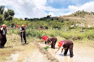 Du khách trải nghiệm cấy lúa tại Hợp tác xã Du lịch nông nghiệp Nông Trại Vui, xã Diên Lâm.