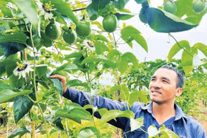 Anh Nguyễn Văn Thành hợp tác với doanh nghiệp cao su phát triển vườn chanh dây cùng nhiều loại cây ăn trái.