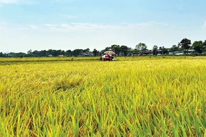 Mô hình cánh đồng mẫu lớn giúp tăng cường cơ giới hóa nông nghiệp, nâng cao hiệu quả sản xuất.