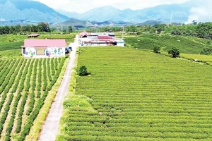 Vùng trồng chè của Công ty TNHH Thuấn Quỳnh ở xã Đường Hoa, tỉnh Quảng Ninh.