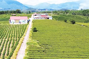 Vùng trồng chè của Công ty TNHH Thuấn Quỳnh ở xã Đường Hoa, tỉnh Quảng Ninh.