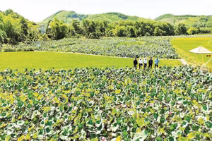 Mô hình trồng sen phục vụ du lịch cộng đồng thôn Đại An.