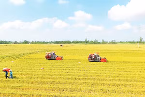 Nông dân Cần Thơ thu hoạch lúa đông xuân 2026.