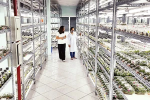 Phòng nhân giống hoa lan bằng phương thức inverter, Khu nông nghiệp công nghệ cao Thành phố Hồ Chí Minh.