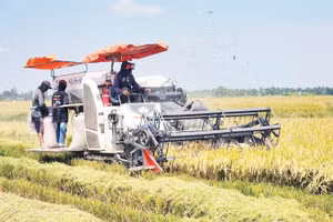 Nông dân An Giang thu hoạch lúa vụ đông xuân 2025-2026.