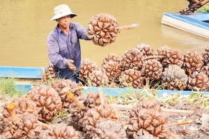 Việc thu mua trái dừa nước, mang lại thu nhập ổn định cho anh Trần Văn Hiếu.