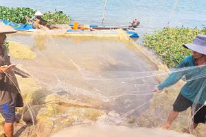 Ngư dân Vàm Nao thu hoạch cá cơm nước ngọt.