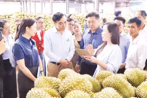 Một doanh nghiệp thu mua xuất khẩu sầu riêng trên địa bàn xã Cuôr Đăng, tỉnh Đắk Lắk.