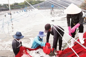 Liên kết sản xuất, thúc đẩy kinh tế tập thể