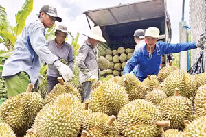 Thương lái thu mua sầu riêng của nông dân xã Mỹ Thành, tỉnh Đồng Tháp.