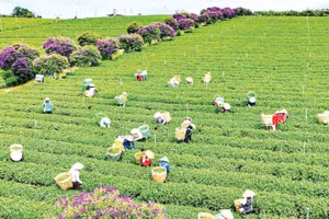 Thu hoạch chè tại vùng chè Lâm Đồng - “trụ đỡ” của kinh tế nông nghiệp địa phương.