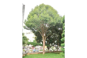 Cây Kơ nia trong khuôn viên bảo tàng tỉnh Gia Lai (cũ).