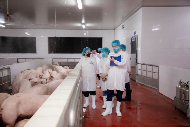 Khu chuồng chờ giết mổ thông thoáng, sạch sẽ, có hệ thống làm mát. anh-1-cp.jpg