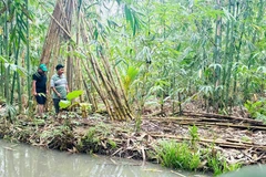 Một góc dự án trồng và phát triển cây tre.