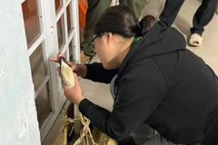 Cá thể thiên nga được các bác sĩ thú y thăm khám sau khi được giải cứu.