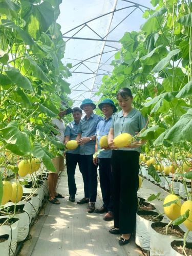 Mô hình trồng dưa trong nhà màng tại xã Xích Thổ, huyện Nho Quan.