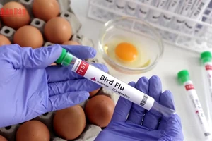 [Video] Nguy cơ lây lan cúm gia cầm từ chim hoang dã sang người