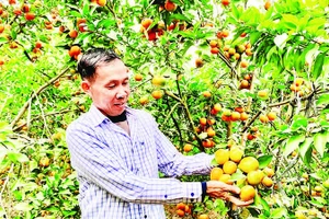  Nông dân huyện Khoái Châu có thu nhập cao nhờ chuyển đổi sang trồng cam.