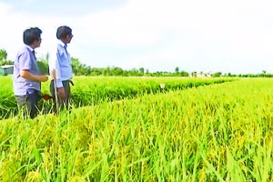 Kỹ sư Hồ Quang Cua (bên phải) bên cánh đồng lúa ST25.