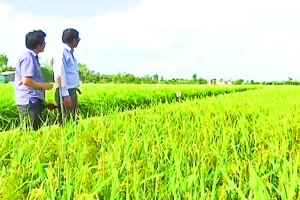 Kỹ sư Hồ Quang Cua (bên phải) bên cánh đồng lúa ST25.