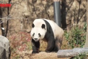 [Video] Khép lại hơn nửa thế kỷ gấu trúc hiện diện tại Nhật Bản