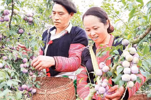 Người dân trồng mận xã Phiêng Khoài, tỉnh Sơn La thu hoạch mận hậu.