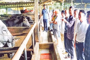 Chăn nuôi bò vỗ béo tuần hoàn mang lại hiệu quả về kinh tế, xã hội và môi trường.