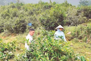 Mô hình chè Shan tuyết cổ thụ mang lại thu nhập cao cho người dân A Mú Sung.