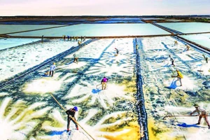 Diêm dân xã Long Điền (nay thuộc tỉnh Cà Mau) vào cao điểm thu hoạch muối. (Ảnh PTC)