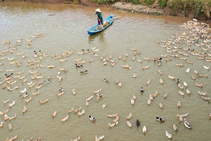 Nghề nuôi vịt chạy đồng nay đây mai đó cho nên mỗi cánh đồng đi qua đều in dấu mưu sinh.