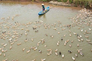 Nghề nuôi vịt chạy đồng nay đây mai đó cho nên mỗi cánh đồng đi qua đều in dấu mưu sinh.