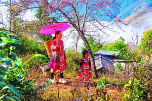 Hoa đào rừng khoe sắc thắm chào đón mùa Xuân về.