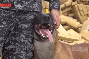 [Video] Brazil thu giữ kỷ lục 48 tấn cần sa trong chiến dịch tại Rio de Janeiro 