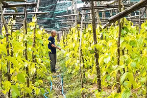 Ông Nguyễn Văn Đời, Giám đốc Hợp tác xã Trầu Vàng Vị Thủy chăm sóc vườn trầu của gia đình.