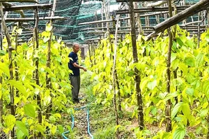 Ông Nguyễn Văn Đời, Giám đốc Hợp tác xã Trầu Vàng Vị Thủy chăm sóc vườn trầu của gia đình.