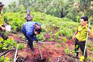 Cán bộ kiểm lâm Khu vực I hướng dẫn người dân xử lý rừng mới trồng. (Ảnh TRANG TÂM)