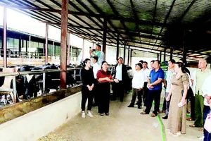 Mô hình nuôi bò 3B vỗ béo tại hộ chăn nuôi ở xã Chiềng Mai. (Ảnh Báo SƠN LA)