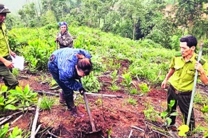 Cán bộ kiểm lâm Khu vực I hướng dẫn người dân xử lý rừng mới trồng. (Ảnh TRANG TÂM)